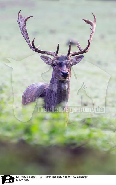 Damwild / fallow deer / WS-06389