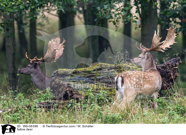Damwild / fallow deer / WS-06396