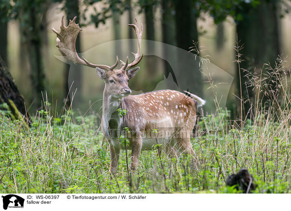 fallow deer / WS-06397