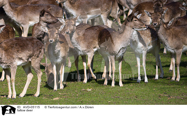 fallow deer / AVD-05115