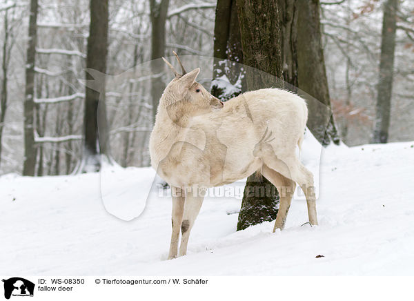 fallow deer / WS-08350