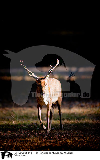 fallow deer / MAZ-05411