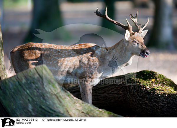 Damwild / fallow deer / MAZ-05413