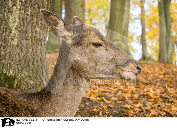 Damwild / fallow deer / AVD-06276