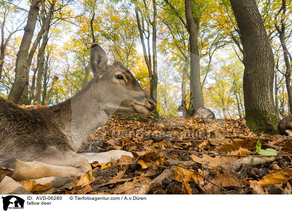 Damwild / fallow deer / AVD-06280