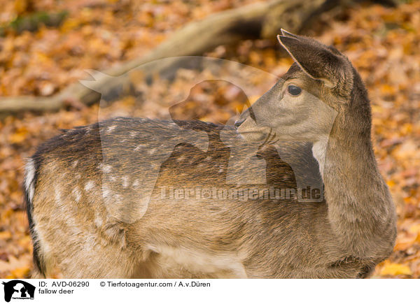 Damwild / fallow deer / AVD-06290