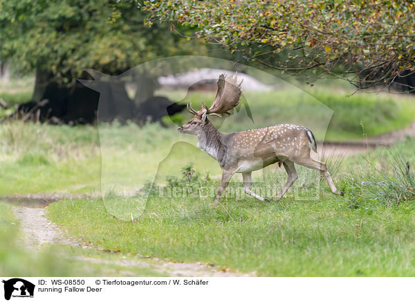 rennendes Damwild / running Fallow Deer / WS-08550