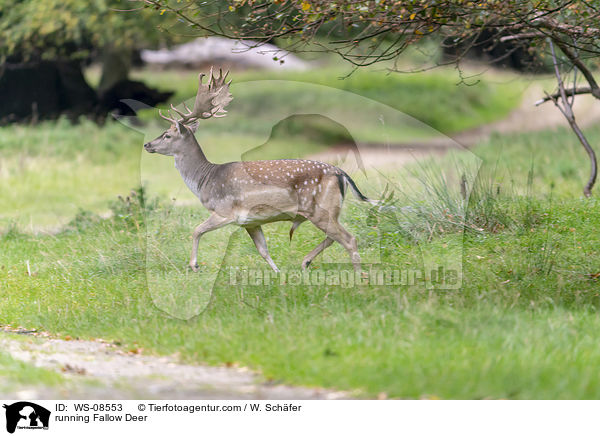 rennendes Damwild / running Fallow Deer / WS-08553