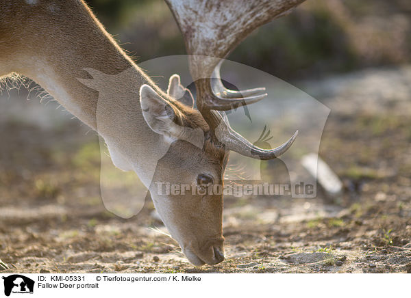 Damwild Portrait / Fallow Deer portrait / KMI-05331