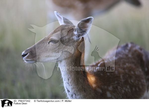 Damwild / Fallow Deer / PM-07342