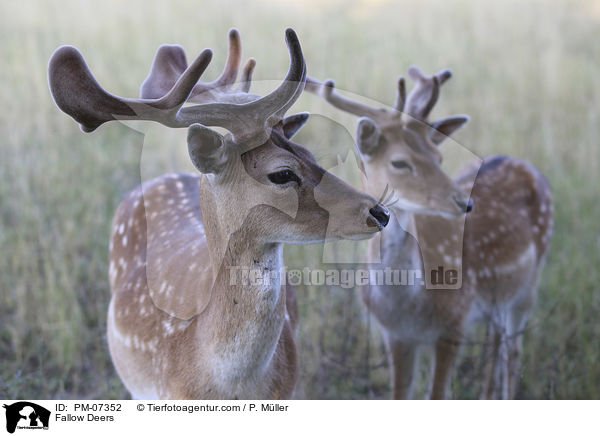 Damwild / Fallow Deers / PM-07352
