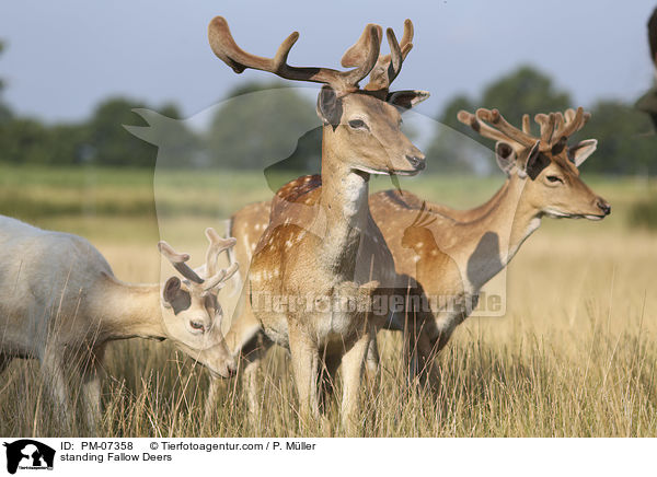 stehendes Damwild / standing Fallow Deers / PM-07358
