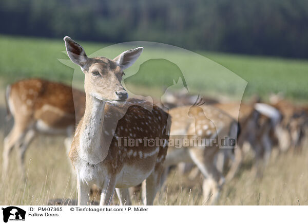 Damwild / Fallow Deers / PM-07365