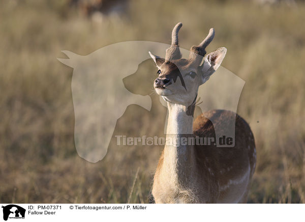 Damwild / Fallow Deer / PM-07371