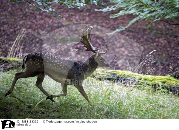 Damwild / fallow deer / MBS-23332