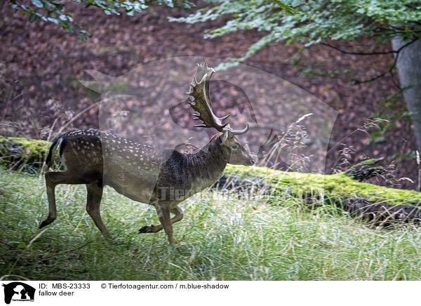 Damwild / fallow deer / MBS-23333