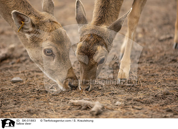 Damwild / fallow deer / SK-01883