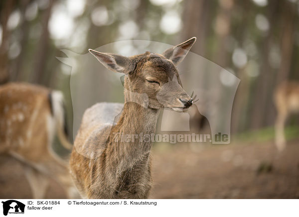 Damwild / fallow deer / SK-01884