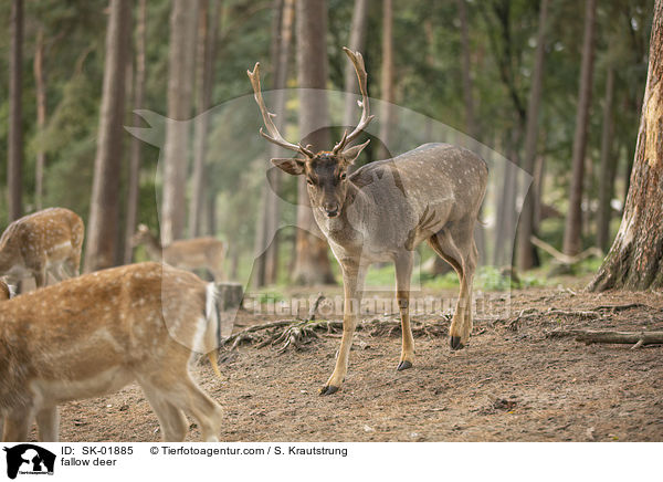 Damwild / fallow deer / SK-01885