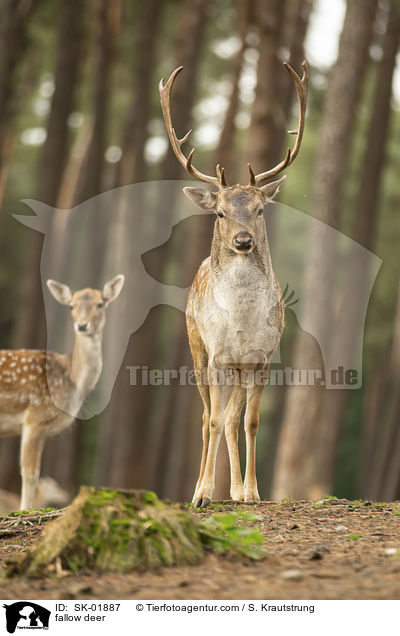 Damwild / fallow deer / SK-01887