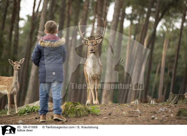 Damwild / fallow deer / SK-01888