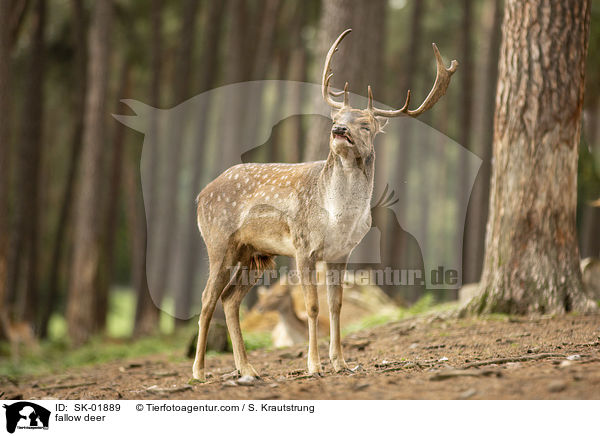 Damwild / fallow deer / SK-01889