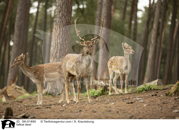 Damwild / fallow deer / SK-01890