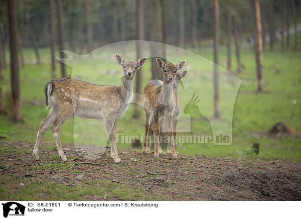 Damwild / fallow deer / SK-01891