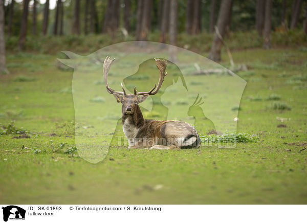 Damwild / fallow deer / SK-01893