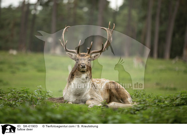 Damwild / fallow deer / SK-01903