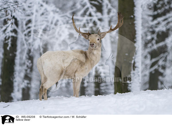 Damwild / fallow deer / WS-09208