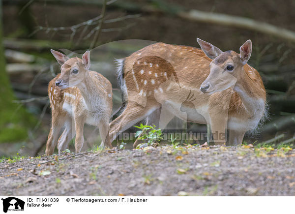 Damwild / fallow deer / FH-01839