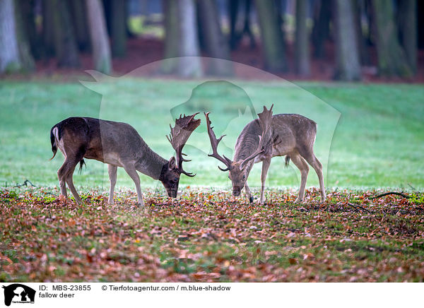 Damwild / fallow deer / MBS-23855