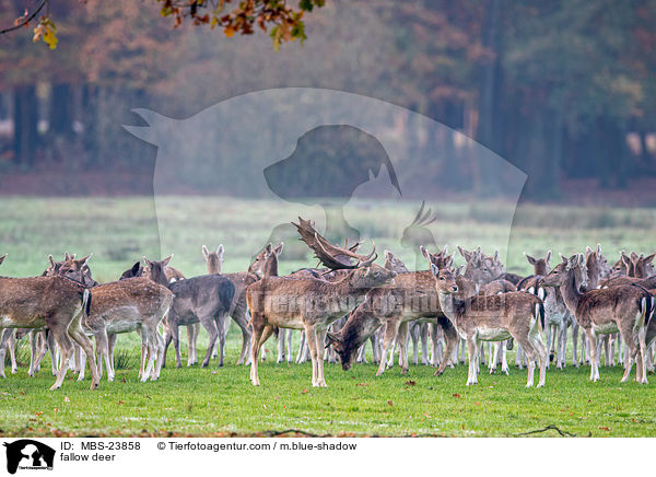 Damwild / fallow deer / MBS-23858