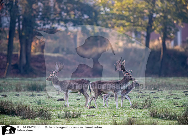 fallow deer / MBS-23865