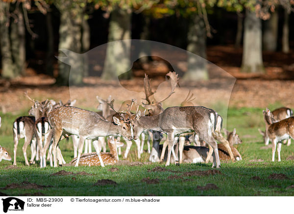fallow deer / MBS-23900