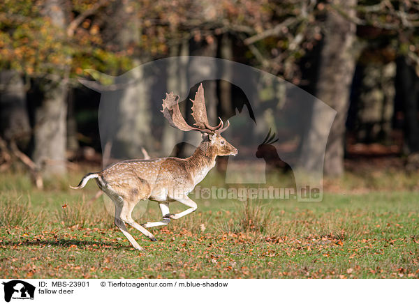 Damwild / fallow deer / MBS-23901