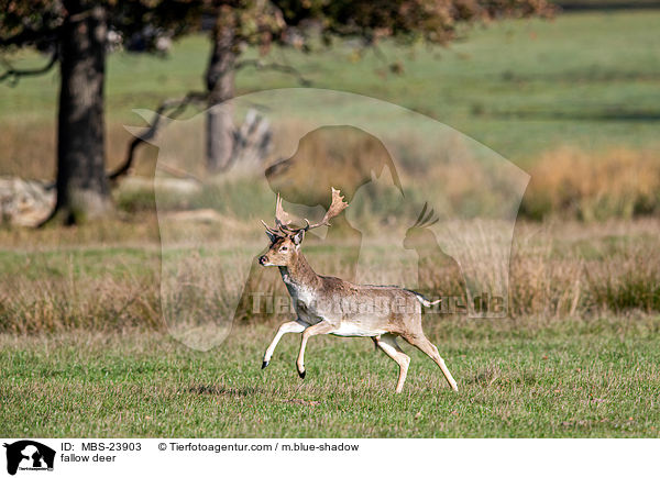 Damwild / fallow deer / MBS-23903