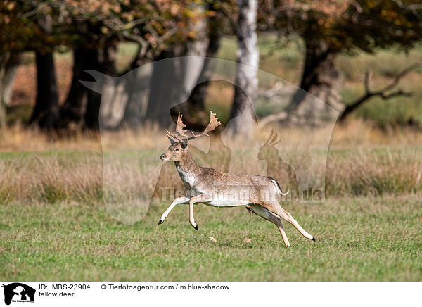 Damwild / fallow deer / MBS-23904