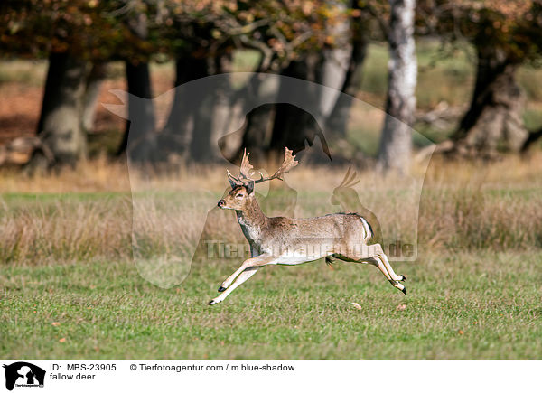 Damwild / fallow deer / MBS-23905