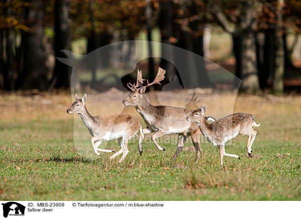 fallow deer / MBS-23908