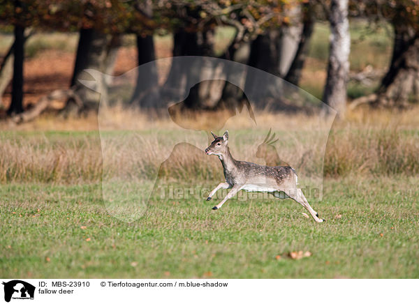 Damwild / fallow deer / MBS-23910