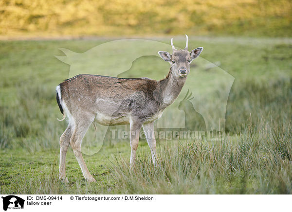 Damwild / fallow deer / DMS-09414