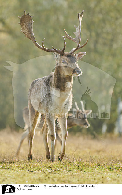 Damwild / fallow deer / DMS-09427