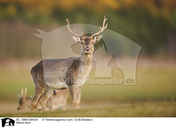 Damwild / fallow deer / DMS-09429