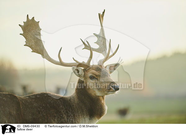 Damwild / fallow deer / DMS-09430