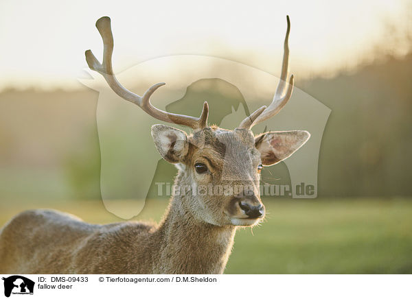 Damwild / fallow deer / DMS-09433