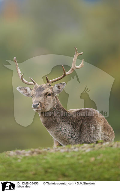 Damwild / fallow deer / DMS-09453