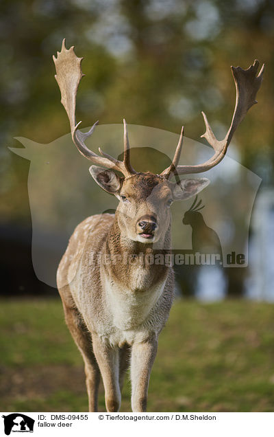 Damwild / fallow deer / DMS-09455