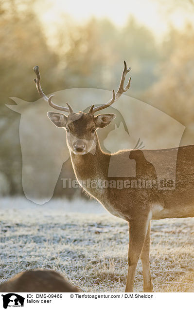 Damwild / fallow deer / DMS-09469